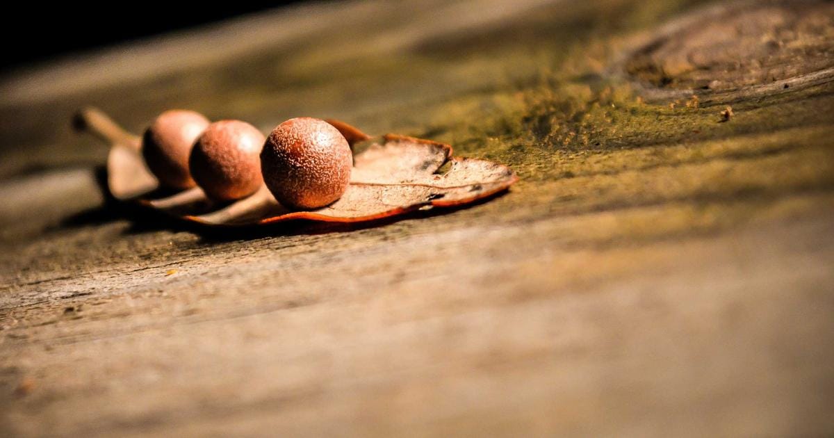 Melodifestivalen 2026: Deltävling 3, odds & analys